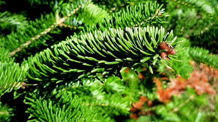 A branch of an evergreen tree