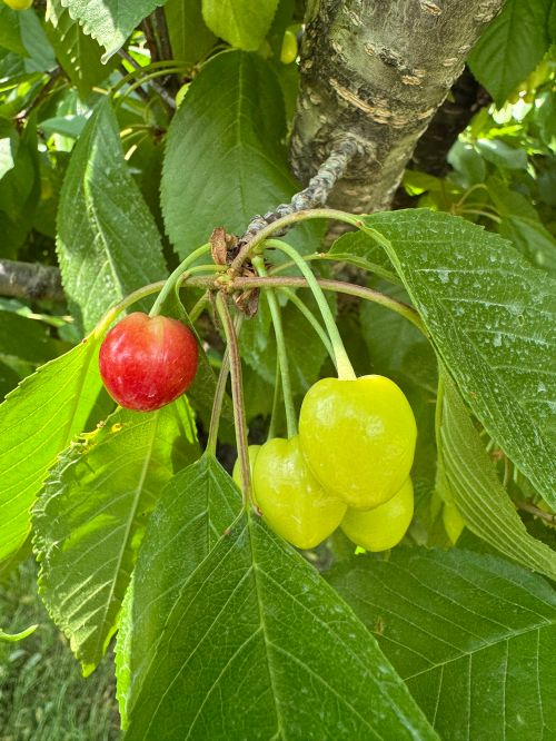Ripe and unripe cherries.