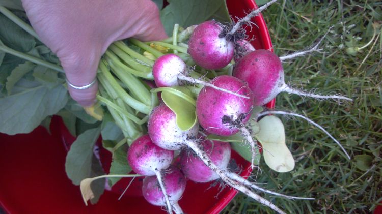 Photo credit: Mariel Borgman