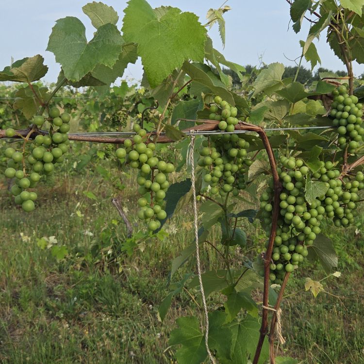 Niagara grapes growing on a grape vine.