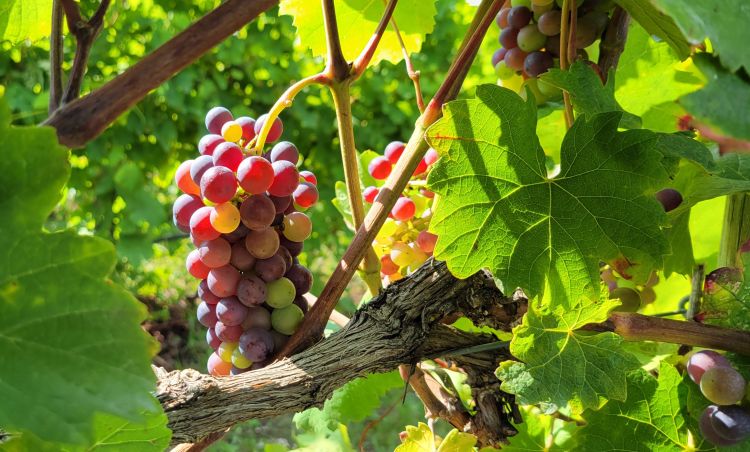 Red grapes hanging from a vine.