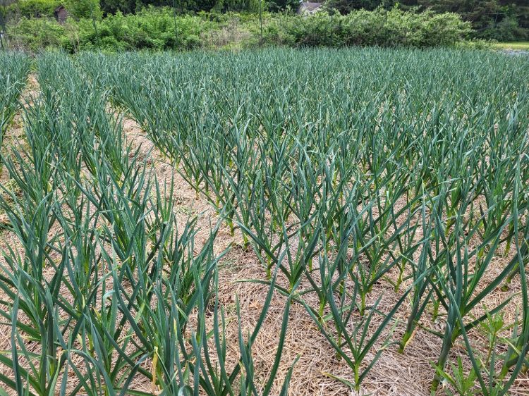 A well-managed garlic field with effective weed suppression using straw on the ground.