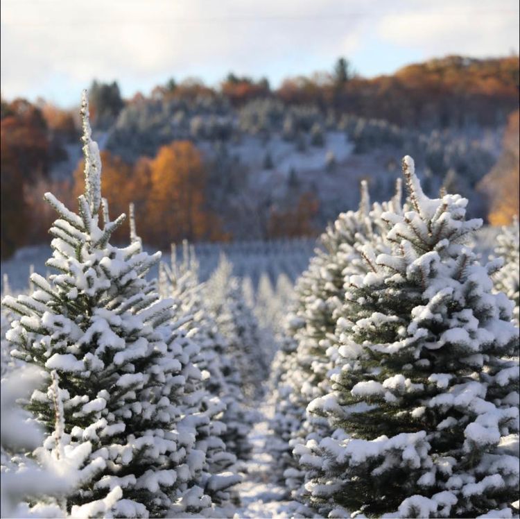 Rows of Christmas trees covered with snow in the landscape.