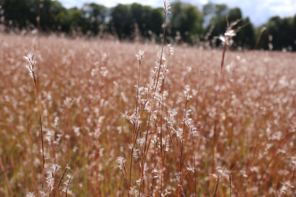 Little bluestem ready for seed harvesting. Photo by Karen Clyne.