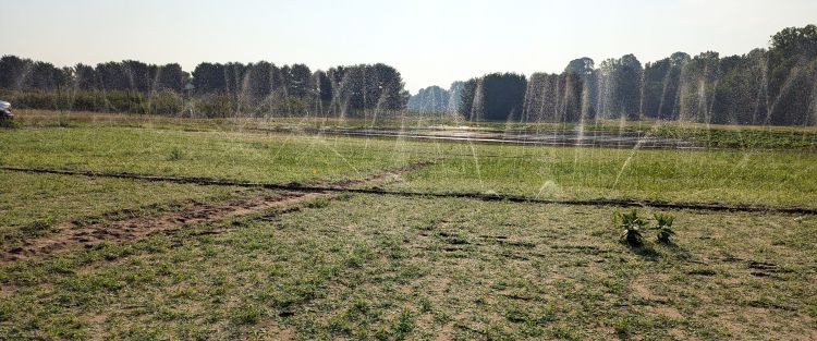 A Sumisansui irrigation system spraying water in a vegetable crop field.