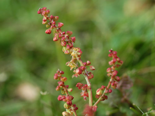 red sorrel4.jpg
