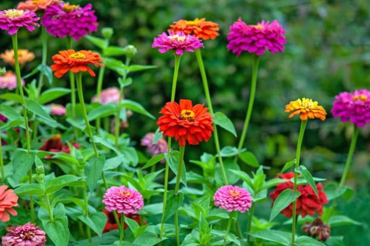 Bright red and purple zinnias growing.