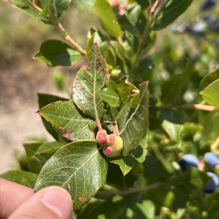 A gall wasp gall that has formed on a blueberry bush.