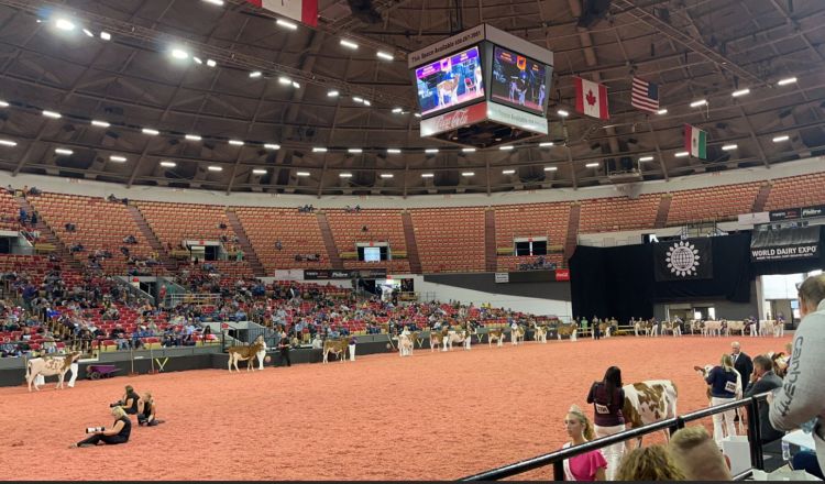 Dairy cattle lined up in a huge arena.