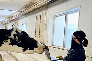 Can precision livestock farming help optimize farm labor?