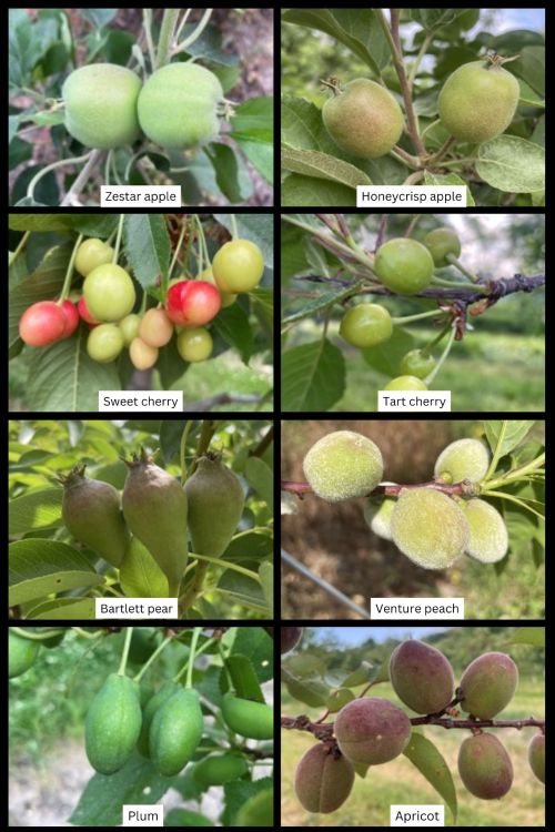 Different stages of crop growth in apple, pear, cherry, peach, plum and apricot.