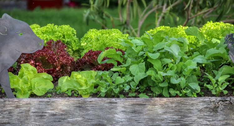 A raised vegetable bed with lettuces and leafy greens growing out of it.