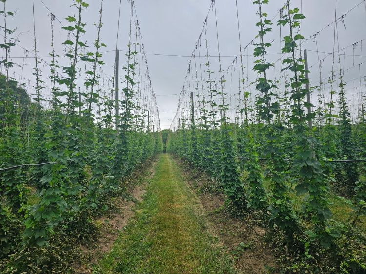 A hop farm.