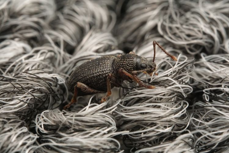 A weevil nested on fiber-like roots.