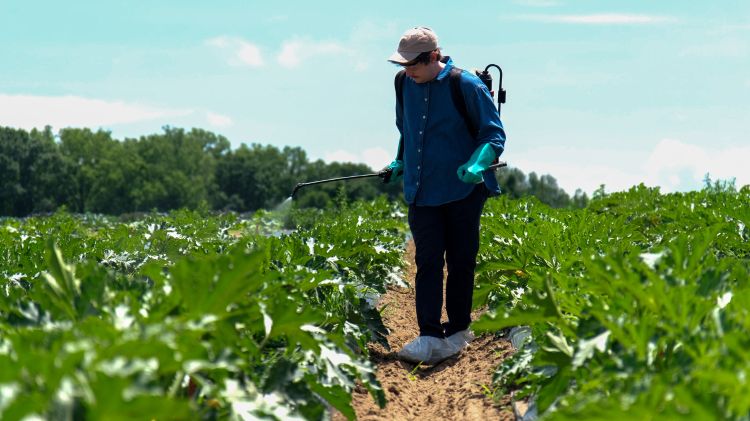 A person wearing personal protective equipment is using a backpack sprayer to spray pesticides on vegetable crops while walking between rows of crops.