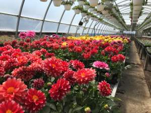 Register now for online biological control for greenhouse growers course