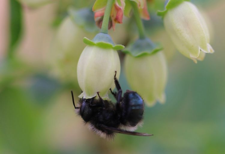 Osmia Lignaria taking pollen from a blueberry flower