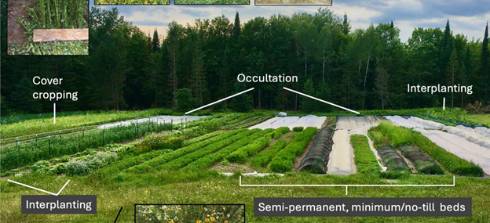 Image of a farm field, showing how occultation (aka tarping), cover cropping and interplanting can reduce the need for tillage on organic farms.