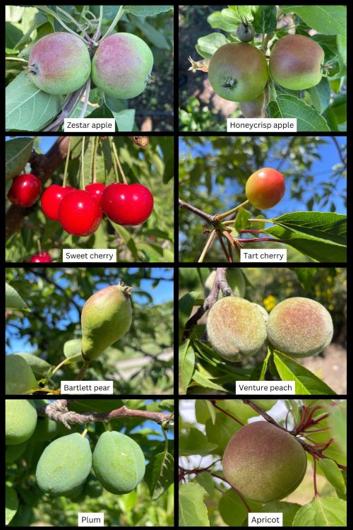 Stage of tree phenology for apple, pear, sweet cherry, tart cherry, peach and apricot
