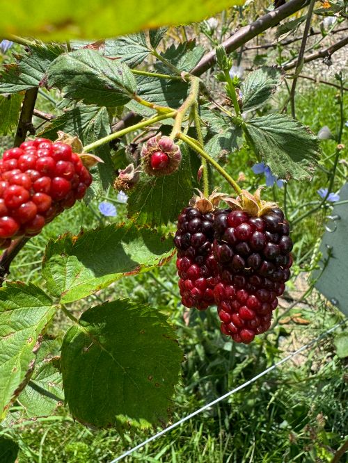 red berries in front of green leaves