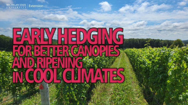 For decorative purposes.