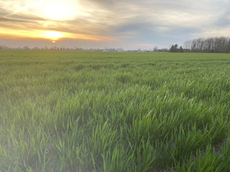 A sun setting on a wheat field.