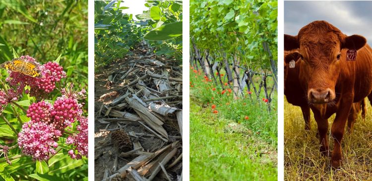 From left to right: a butterfly pollinating a swamp milkweed plant, between the rows of a no-till soybean field, a cover crop mix growing under grape vines, and a beef cow grazing in pasture.