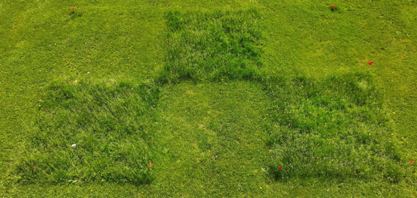 3 plots of tall grass surrounded by mown grass some weeds are present.