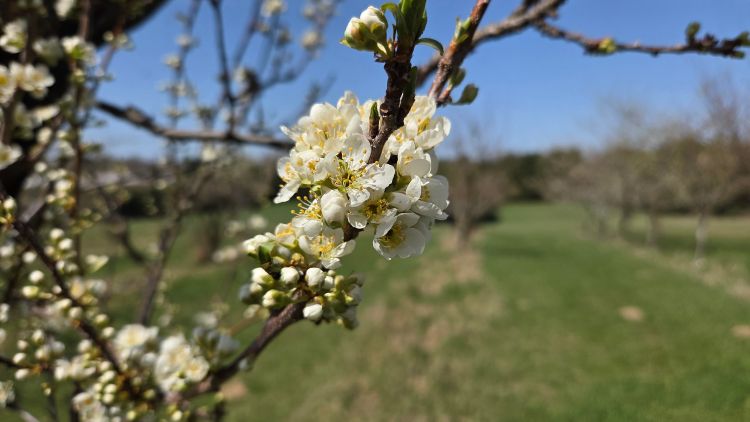 A plum starting to bloom.