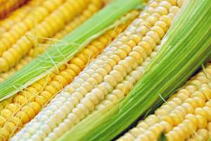 Understanding the biology behind GMOs can help consumers evaluate GMO safety