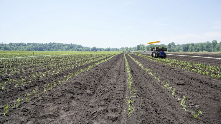 Farm workers plant seedlings