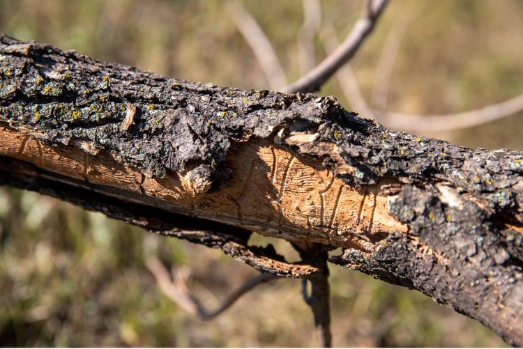 Damage to ash tree from emerald ash borers in Western SD. Photo: USDA NRCS South Dakota