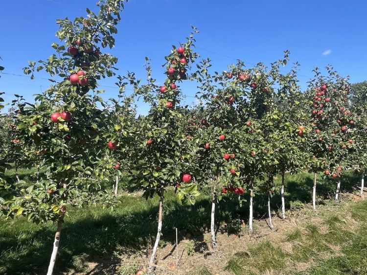 A row of Honeycrisp apple trees.