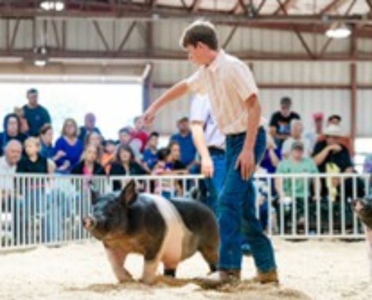 child in a show ring with a black and white pig