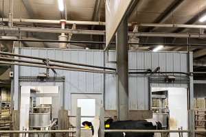 Breeding and raising the right cow for automatic milking systems