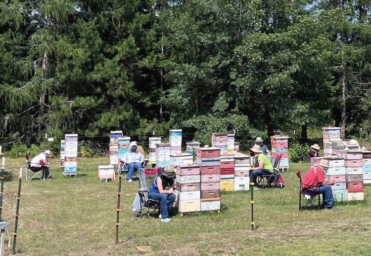 Dozens of apiaries setup in a tree-lined pasture.