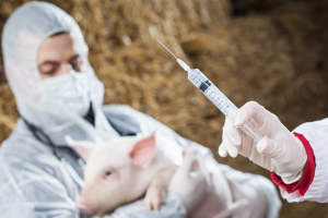 Combating antibiotic resistance and understanding changing regulations in animal agriculture