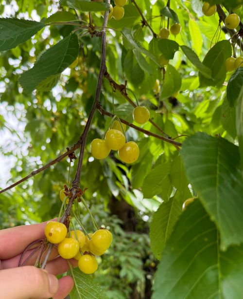 A cluster of yellow-looking unripe cherries