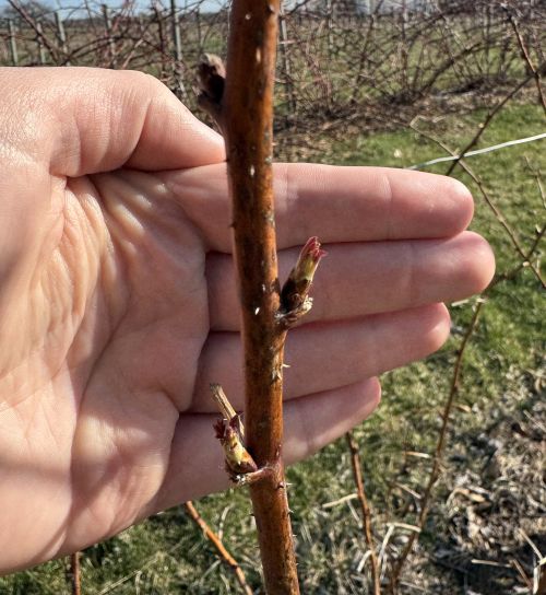 A raspberry bud with green tissue emerging.