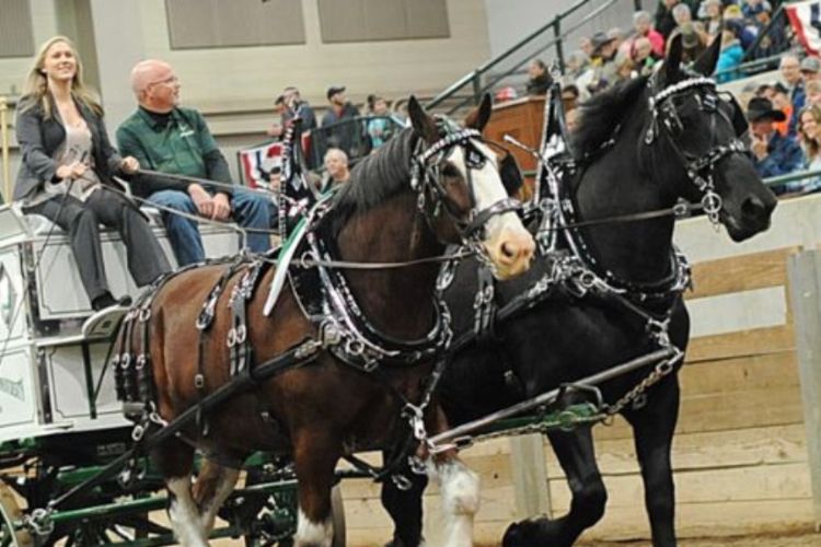 Image of draft horses pulling a wagon at the Farm Bureau Pavilion at MSU.