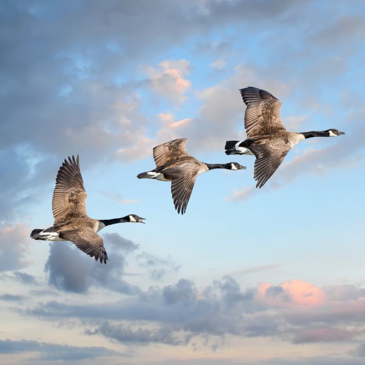 For decorative purposes.