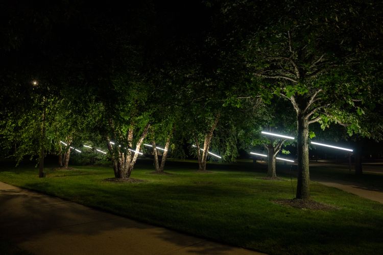 LED lights piercing through leafy trees on MSU campus