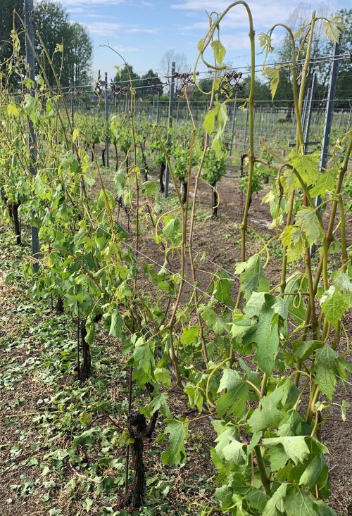 Broken, tattered grape leaves with defoliation in a grape vineyard caused by a hailstorm.