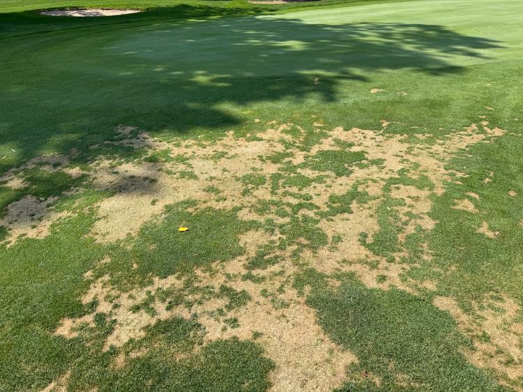 A golf course putting green with a large patch of turf loss. The affected area shows irregular, straw-colored dead grass surrounded by healthy green turf. The damage is concentrated near the edge of the green, creating a stark contrast between healthy and unhealthy grass.
