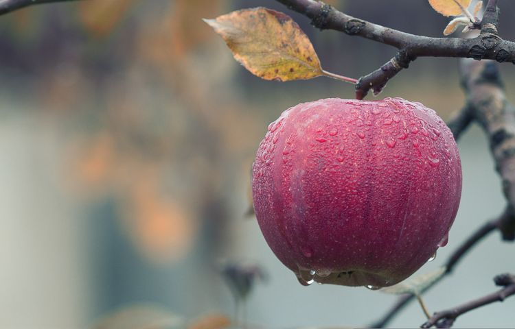 A red apple covered in rain droplets hangs from a tree.