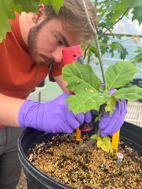 Noah Dressander, forestry undergraduate student.
