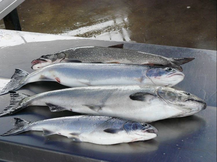 Four fish lay on a table awaiting cleaning and processing.