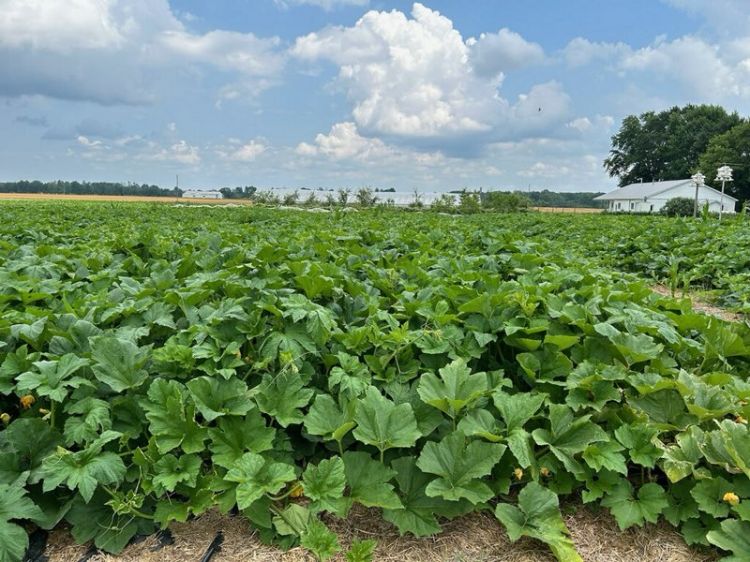 field of green cucurbit leaves