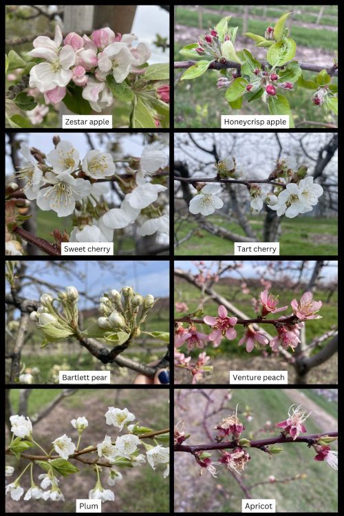 Collage of eight fruit crop images showing bloom stages: Zestar apple blossoms open with pink-white petals; Honeycrisp apple at tight pink bud; sweet cherry in full bloom; tart cherry in early bloom; Bartlett pear in full bloom; Venture peach with pink blossoms and emerging leaves; plum with white blossoms; and apricot with young leaves and post-bloom petal drop.