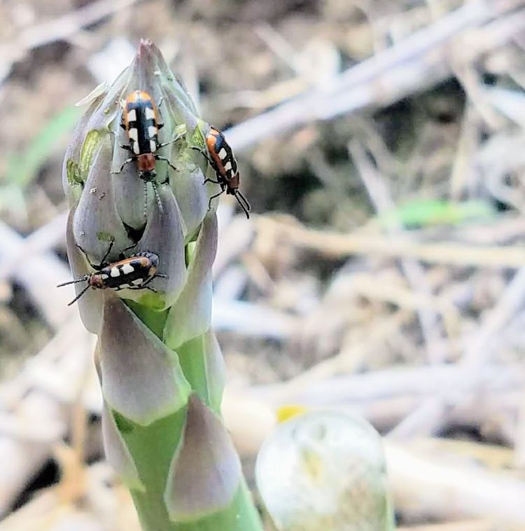 Asparagus beetles on asparagus spears.